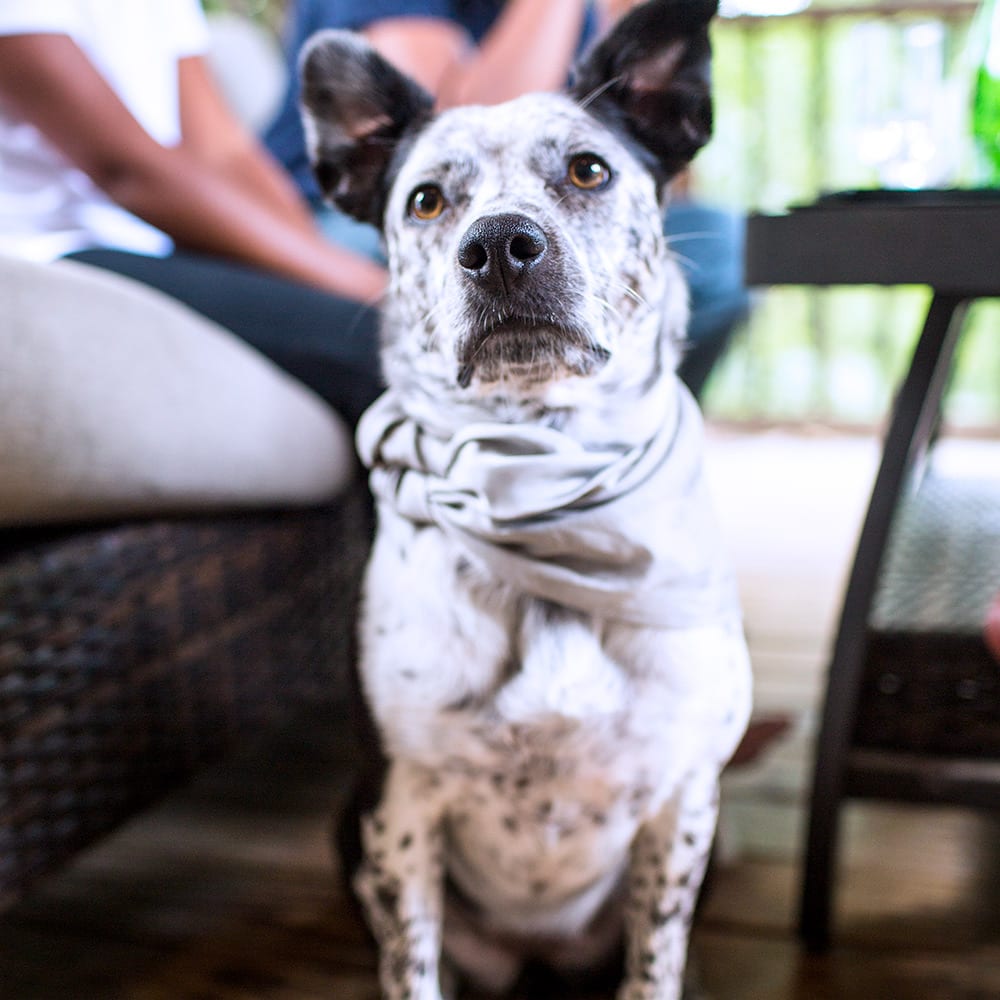 Silver silk bandana, photo 7